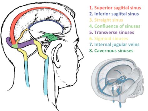 ANTR 510 Cranial Meninges And Dural Venous Sinuses Flashcards Quizlet