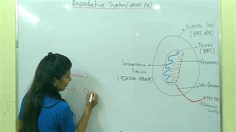 Human Male Reproduction System In Hindi And English Youtube