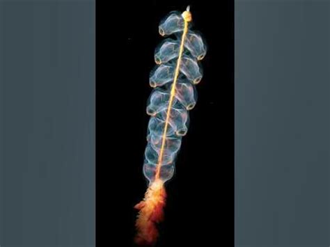 Siphonophore Facts- Mysterious Sea Creature #nature #seacreatures #rare ...