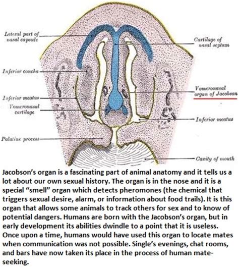 10 Signs of Evolution in humans. - Gallery | eBaum's World