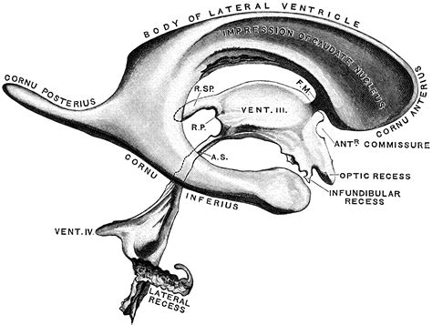ventricles   brain clipart