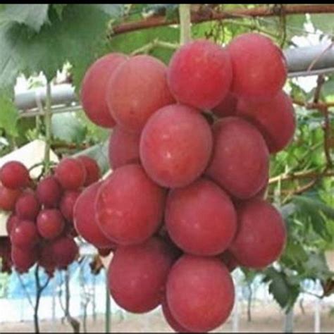 Jual Bibit Tanaman Buah Anggur Import Ruby Roman Gratis Anggur Isabella