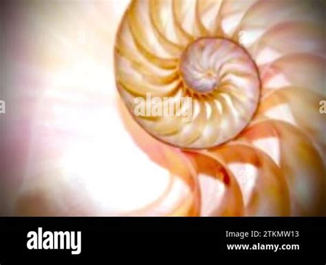 shell fibonacci shell of nautilus shell stock coral Fibonacci footage ...