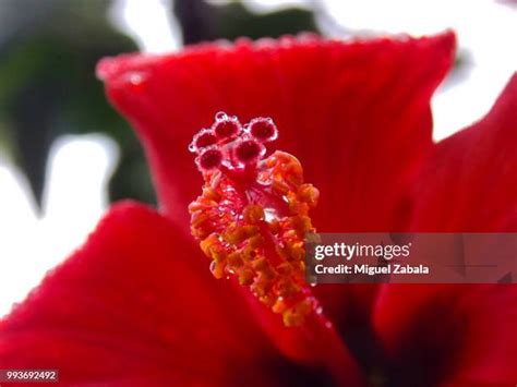 Pistilo Photos and Premium High Res Pictures - Getty Images