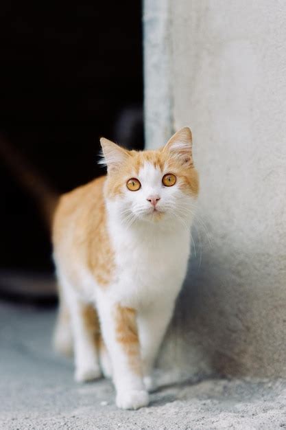 Um Lindo Gato De Rua Ruivo Olhos Laranja Brilhantes Um Gato De Rua