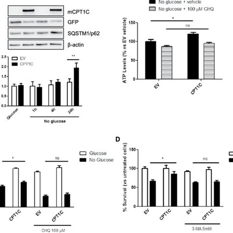 The Suggested Mechanism By Which CPT1C Increases Cell Survival In HMSCs