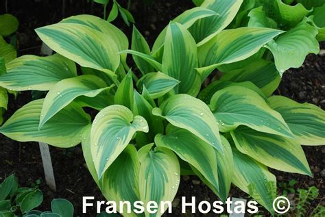 Hosta Lakeside Dragonfly Fransen Hostas Plants Hostas Small