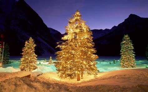 Christmas Trees In The Wild Wallpaper Nature And Landscape