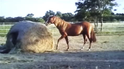 Horse Mating Games Youtube