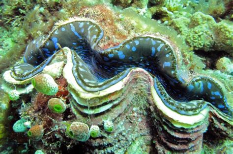 Tridacna maxima • Mollusc Page