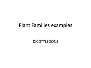 Plant Families examples.pptx