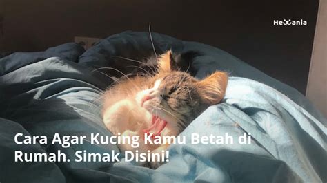 Cara Agar Kucing Betah Di Rumah Hewania