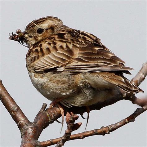 Woodlark | Suffolk Biodiversity Information Service