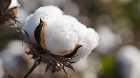 Better Cotton Launches Strategic Partnership in Spain - Better Cotton 