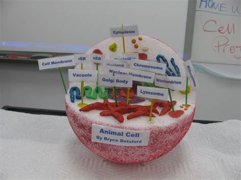 Ms. Corson's Science Class: Cell Model Project