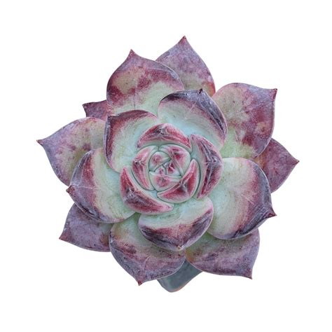 Special Just Cart Echeveria Midnight Cedar Creek Farmhouse