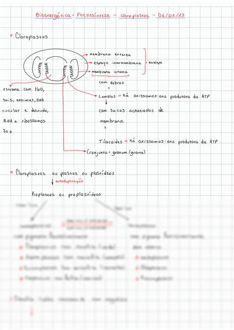 SOLUTION Resumo 14 Fotoss Ntese Cloroplastos Studypool