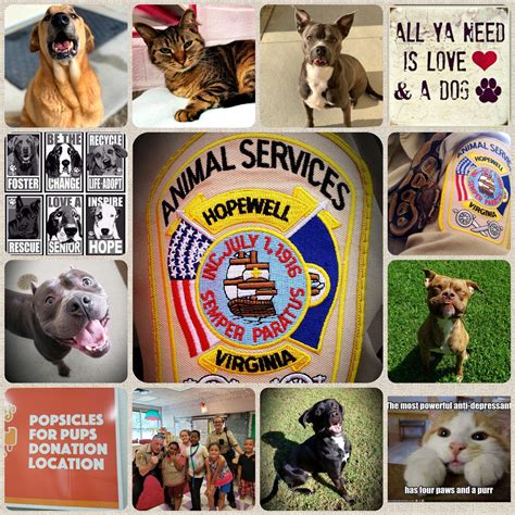 Animal shelter dogs and cats adoption rates hit a new high 4