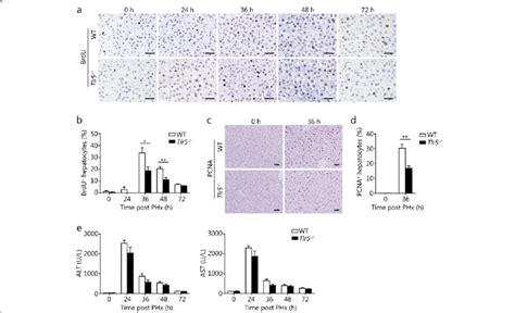 Tlr Deficiency Attenuates Hepatocyte Proliferation After Phx