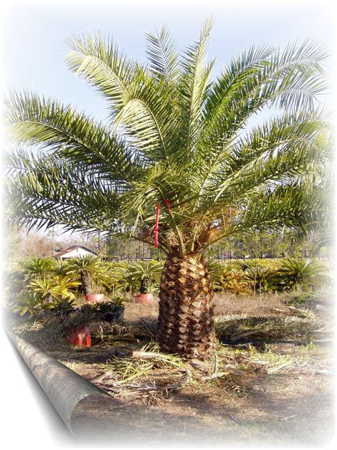 PlantZee: Information On Canary Island Date Palm