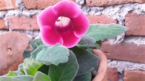 Gloxinia Cuidados Y Reproducci N Eloasisdesonia Youtube