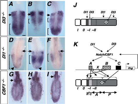 Periodic Lunatic Fringe Expression Is Controlled During Segmentation By