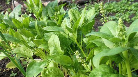 My Spinach Is Bolting Learn About The Bolting Of Spinach Plants