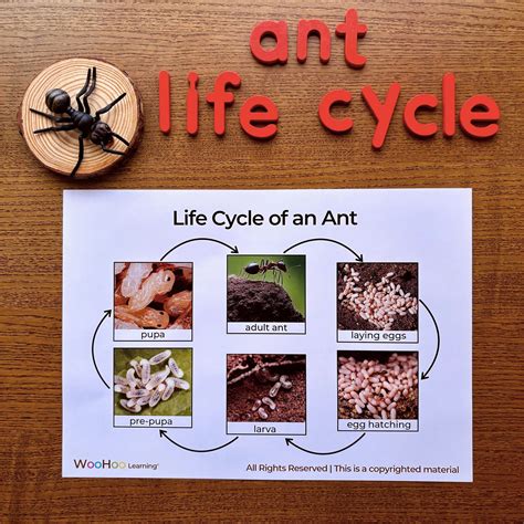 Ants Life Cycle Ant Life Cycle Stages Ants Life Cycle Poster Charlotte Mason Nature Study ...