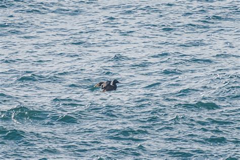 White Winged Scoter From La Gloria La Joya B C M Xico On July