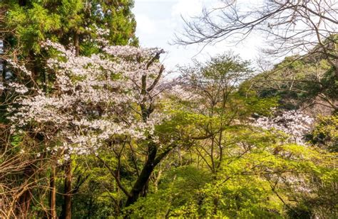 Beautiful Arashiyama Monkey Park Iwatayama Stock Photo - Image of green ...