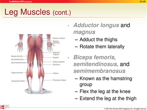 7 The Muscular System. - ppt download