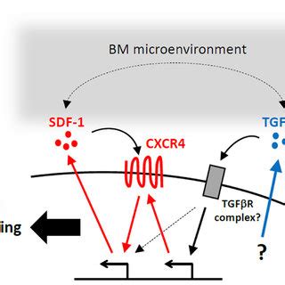 Phenotypes Of BM Derived DTCs A Schematic Representation Of The