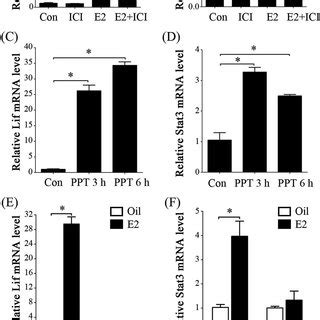 Spatiotemporal Expressions Of Egr Mrna And Protein In Mouse Uterus