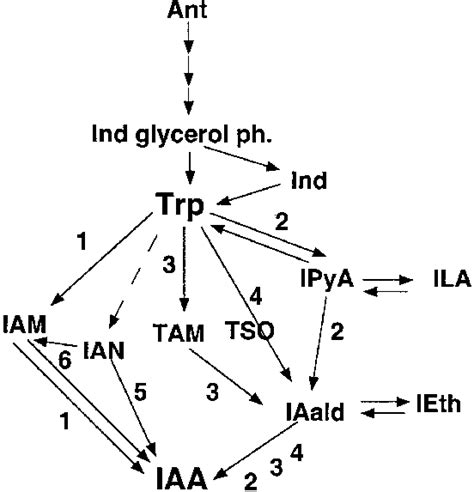 Schematic Representation Of Known Metabolic Pathways For Iaa Synthesis Download Scientific