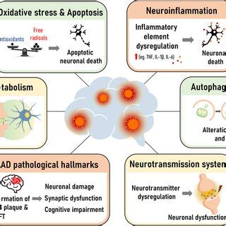 The Molecular Mechanism Of Synpo Nuclear Cytoplasmic Shuttling The