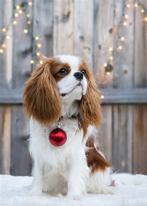Tri Color Cavalier King Charles Spaniel Puppy | BubaKids.com