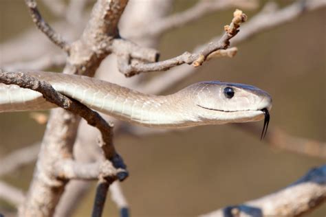 Closeup Ular Black Mamba Foto Stok Unduh Gambar Sekarang Mamba