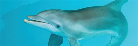 Winter The Dolphin Experience - Book Tickets - FloridaTix