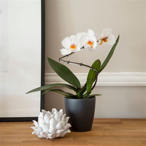 How Long Do Orchids Live Spoiler Longer Than You Think Ideal Home