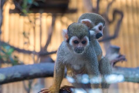 Squirrel Monkey Or Common Squirrel Monkey Saimiri Sciureus Stock Photo