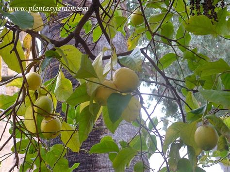 Citrus limon el Limonero Plantas y Jardín