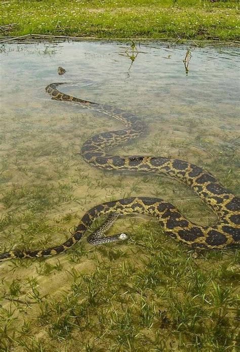 🔥 A baby anaconda is coming into the world. : r/NatureIsFuckingLit