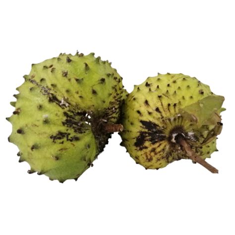 Durian Belanda – JimatNow