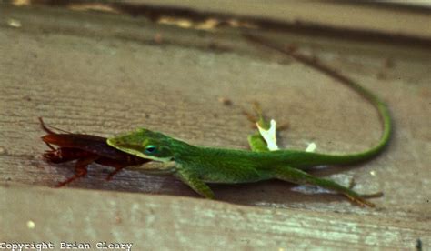 Palmetto Bugs In House Florida