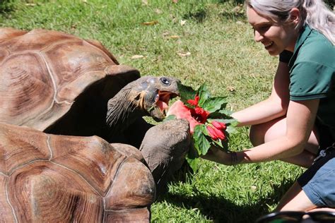 Perth Zoo Residents Get Christmas Treats In Food Hide And Seek Abc News