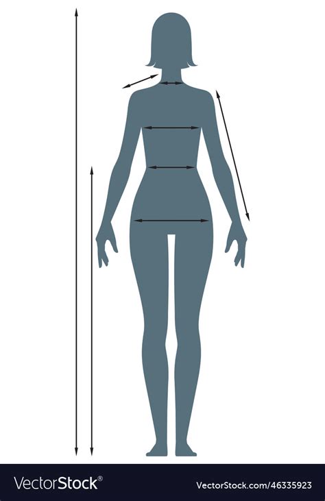 Diagrams Of The Female Body Measurements Vector Image