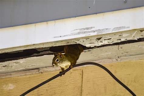 Squirrels In Attics How We Can Help Rat Removal Racoon Removal