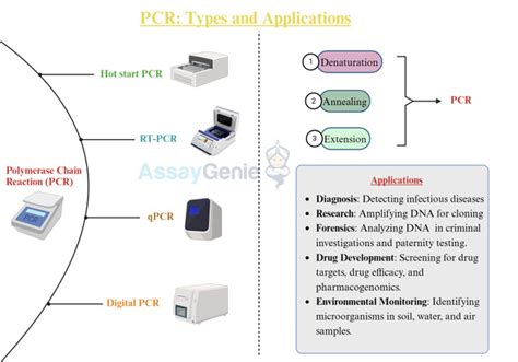 PCR : Types and Applications - Assay Genie