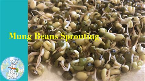 How To Grow Mung Beans Sprout At Home 4k Cheap Easy Method [may 2020