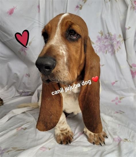 Filhotes De Basset Hound Canil Raca MercadoLivre